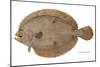 Four-Spotted Flounder Specimen From Woods Hole, Massachusetts, US Fish Commission-null-Mounted Giclee Print