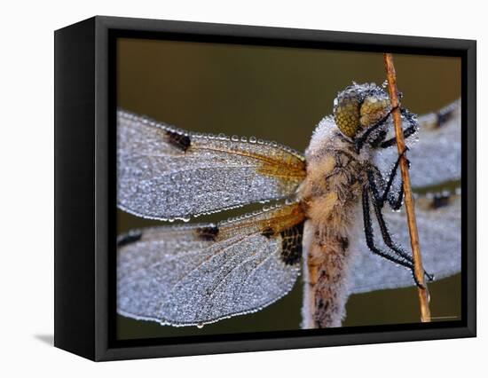 Four Spotted Libellula Dragonfly Covered with Dew, Kalmthoutse Heide, Belgium-Bernard Castelein-Framed Stretched Canvas