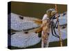 Four Spotted Libellula Dragonfly Covered with Dew, Kalmthoutse Heide, Belgium-Bernard Castelein-Stretched Canvas