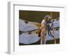 Four Spotted Libellula Dragonfly Covered with Dew, Kalmthoutse Heide, Belgium-Bernard Castelein-Framed Premium Photographic Print