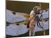 Four Spotted Libellula Dragonfly Covered with Dew, Kalmthoutse Heide, Belgium-Bernard Castelein-Mounted Premium Photographic Print