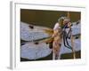 Four Spotted Libellula Dragonfly Covered with Dew, Kalmthoutse Heide, Belgium-Bernard Castelein-Framed Photographic Print