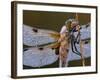 Four Spotted Libellula Dragonfly Covered with Dew, Kalmthoutse Heide, Belgium-Bernard Castelein-Framed Photographic Print