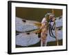 Four Spotted Libellula Dragonfly Covered with Dew, Kalmthoutse Heide, Belgium-Bernard Castelein-Framed Photographic Print