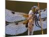 Four Spotted Libellula Dragonfly Covered with Dew, Kalmthoutse Heide, Belgium-Bernard Castelein-Mounted Photographic Print