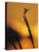 Four-Spotted Pennant, Welder Wildlife Refuge, Sinton, Texas, USA-Rolf Nussbaumer-Stretched Canvas