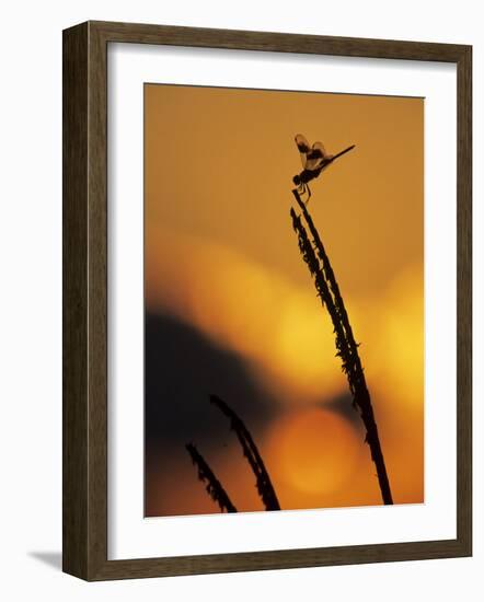 Four-Spotted Pennant, Welder Wildlife Refuge, Sinton, Texas, USA-Rolf Nussbaumer-Framed Photographic Print