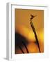 Four-Spotted Pennant, Welder Wildlife Refuge, Sinton, Texas, USA-Rolf Nussbaumer-Framed Photographic Print