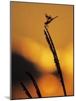 Four-Spotted Pennant, Welder Wildlife Refuge, Sinton, Texas, USA-Rolf Nussbaumer-Mounted Photographic Print