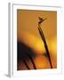 Four-Spotted Pennant, Welder Wildlife Refuge, Sinton, Texas, USA-Rolf Nussbaumer-Framed Photographic Print