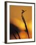 Four-Spotted Pennant, Welder Wildlife Refuge, Sinton, Texas, USA-Rolf Nussbaumer-Framed Photographic Print