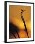 Four-Spotted Pennant, Welder Wildlife Refuge, Sinton, Texas, USA-Rolf Nussbaumer-Framed Photographic Print