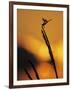 Four-Spotted Pennant, Welder Wildlife Refuge, Sinton, Texas, USA-Rolf Nussbaumer-Framed Photographic Print