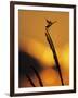 Four-Spotted Pennant, Welder Wildlife Refuge, Sinton, Texas, USA-Rolf Nussbaumer-Framed Photographic Print