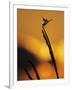 Four-Spotted Pennant, Welder Wildlife Refuge, Sinton, Texas, USA-Rolf Nussbaumer-Framed Photographic Print