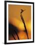 Four-Spotted Pennant, Welder Wildlife Refuge, Sinton, Texas, USA-Rolf Nussbaumer-Framed Photographic Print