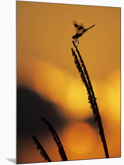 Four-Spotted Pennant, Welder Wildlife Refuge, Sinton, Texas, USA-Rolf Nussbaumer-Mounted Photographic Print