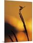 Four-Spotted Pennant, Welder Wildlife Refuge, Sinton, Texas, USA-Rolf Nussbaumer-Mounted Photographic Print