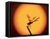 Four-Spotted Pennant, Welder Wildlife Refuge, Sinton, Texas, USA-Rolf Nussbaumer-Framed Stretched Canvas