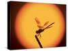 Four-Spotted Pennant, Welder Wildlife Refuge, Sinton, Texas, USA-Rolf Nussbaumer-Stretched Canvas