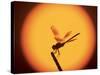 Four-Spotted Pennant, Welder Wildlife Refuge, Sinton, Texas, USA-Rolf Nussbaumer-Stretched Canvas