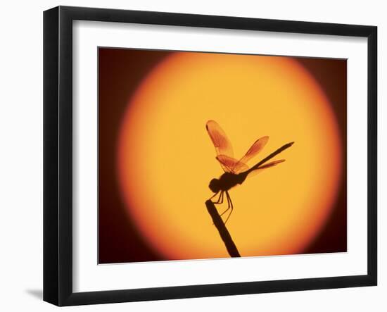 Four-Spotted Pennant, Welder Wildlife Refuge, Sinton, Texas, USA-Rolf Nussbaumer-Framed Photographic Print