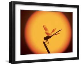 Four-Spotted Pennant, Welder Wildlife Refuge, Sinton, Texas, USA-Rolf Nussbaumer-Framed Photographic Print