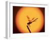 Four-Spotted Pennant, Welder Wildlife Refuge, Sinton, Texas, USA-Rolf Nussbaumer-Framed Photographic Print