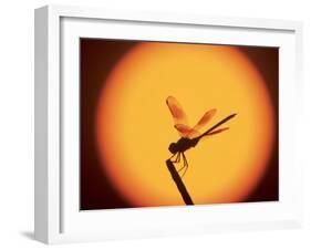 Four-Spotted Pennant, Welder Wildlife Refuge, Sinton, Texas, USA-Rolf Nussbaumer-Framed Photographic Print