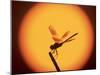 Four-Spotted Pennant, Welder Wildlife Refuge, Sinton, Texas, USA-Rolf Nussbaumer-Mounted Photographic Print