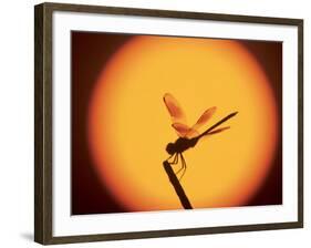 Four-Spotted Pennant, Welder Wildlife Refuge, Sinton, Texas, USA-Rolf Nussbaumer-Framed Photographic Print