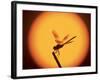 Four-Spotted Pennant, Welder Wildlife Refuge, Sinton, Texas, USA-Rolf Nussbaumer-Framed Photographic Print