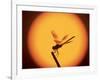 Four-Spotted Pennant, Welder Wildlife Refuge, Sinton, Texas, USA-Rolf Nussbaumer-Framed Photographic Print