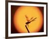 Four-Spotted Pennant, Welder Wildlife Refuge, Sinton, Texas, USA-Rolf Nussbaumer-Framed Photographic Print