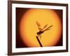 Four-Spotted Pennant, Welder Wildlife Refuge, Sinton, Texas, USA-Rolf Nussbaumer-Framed Photographic Print