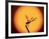 Four-Spotted Pennant, Welder Wildlife Refuge, Sinton, Texas, USA-Rolf Nussbaumer-Framed Photographic Print