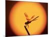 Four-Spotted Pennant, Welder Wildlife Refuge, Sinton, Texas, USA-Rolf Nussbaumer-Mounted Photographic Print