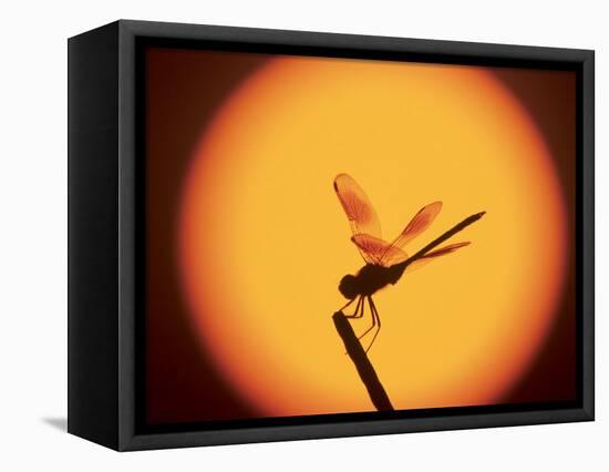 Four-Spotted Pennant, Welder Wildlife Refuge, Sinton, Texas, USA-Rolf Nussbaumer-Framed Stretched Canvas