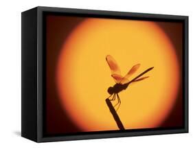 Four-Spotted Pennant, Welder Wildlife Refuge, Sinton, Texas, USA-Rolf Nussbaumer-Framed Stretched Canvas