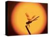 Four-Spotted Pennant, Welder Wildlife Refuge, Sinton, Texas, USA-Rolf Nussbaumer-Stretched Canvas