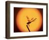 Four-Spotted Pennant, Welder Wildlife Refuge, Sinton, Texas, USA-Rolf Nussbaumer-Framed Photographic Print