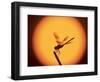 Four-Spotted Pennant, Welder Wildlife Refuge, Sinton, Texas, USA-Rolf Nussbaumer-Framed Photographic Print