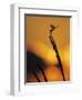 Four-Spotted Pennant, Welder Wildlife Refuge, Sinton, Texas, USA-Rolf Nussbaumer-Framed Photographic Print