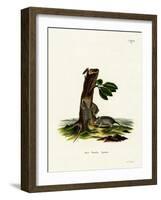 Four-Striped Grass Mouse-null-Framed Giclee Print