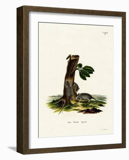 Four-Striped Grass Mouse-null-Framed Giclee Print