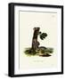 Four-Striped Grass Mouse-null-Framed Giclee Print