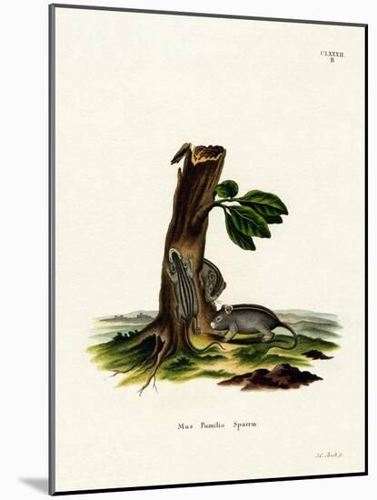 Four-Striped Grass Mouse-null-Mounted Giclee Print