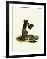 Four-Striped Grass Mouse-null-Framed Giclee Print