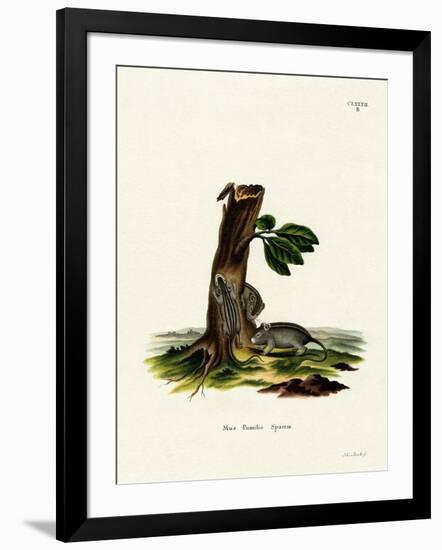 Four-Striped Grass Mouse-null-Framed Giclee Print