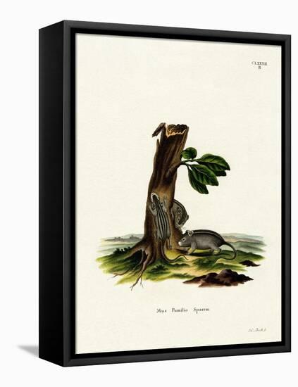 Four-Striped Grass Mouse-null-Framed Stretched Canvas